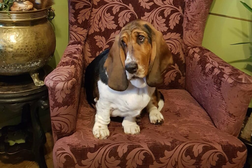 Paulines Nostalgie Blog, Lieblingssessel