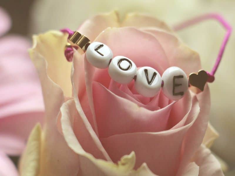 Liebe zum Muttertag, schöne rosa Rose