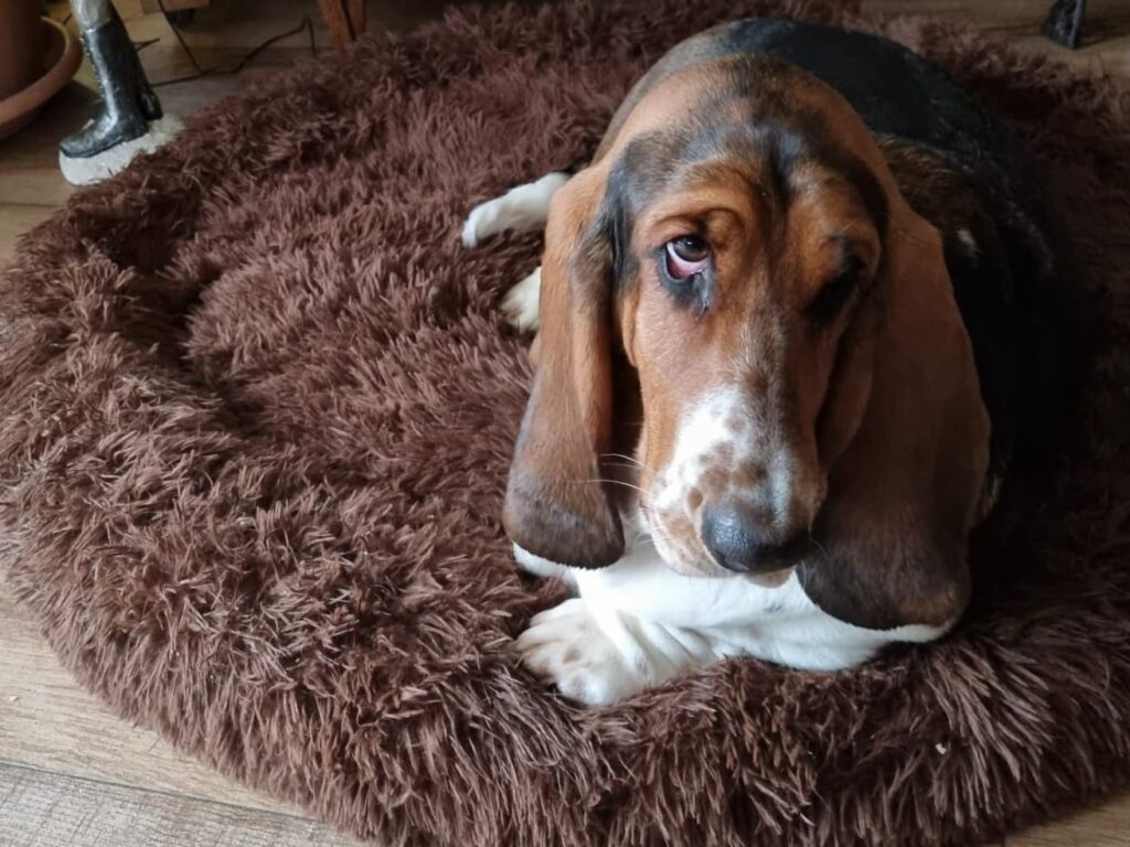 Pauline im Bett, sie ist sauer