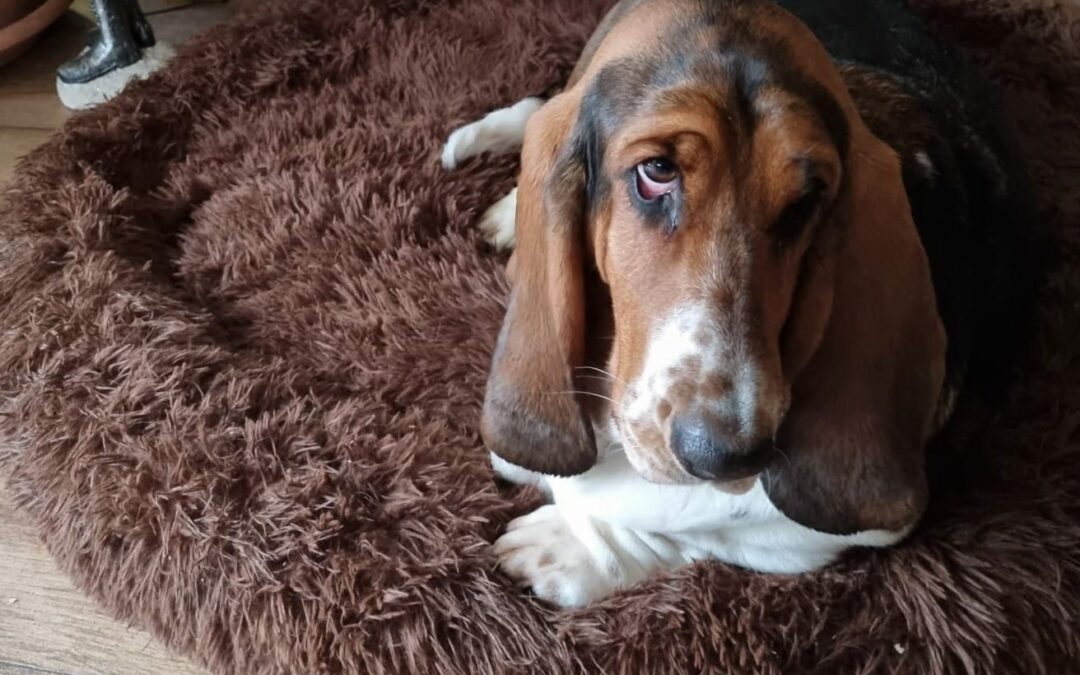 Hilfe, mein Bett ist weg