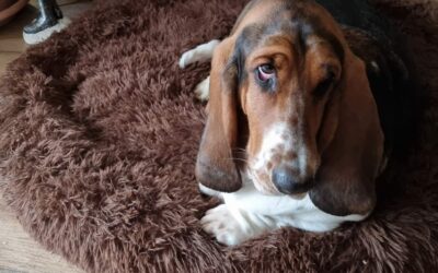 Hilfe, mein Bett ist weg