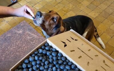 Ein kulinarisches Abenteuer zum Muttertag