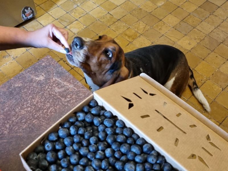 Basset Hound Pauline frisst Blaubeere