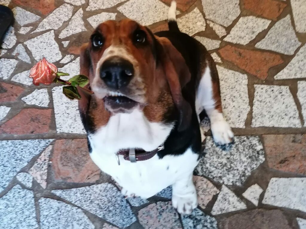 Basset Hund Pauline mit Rose zum Muttertag