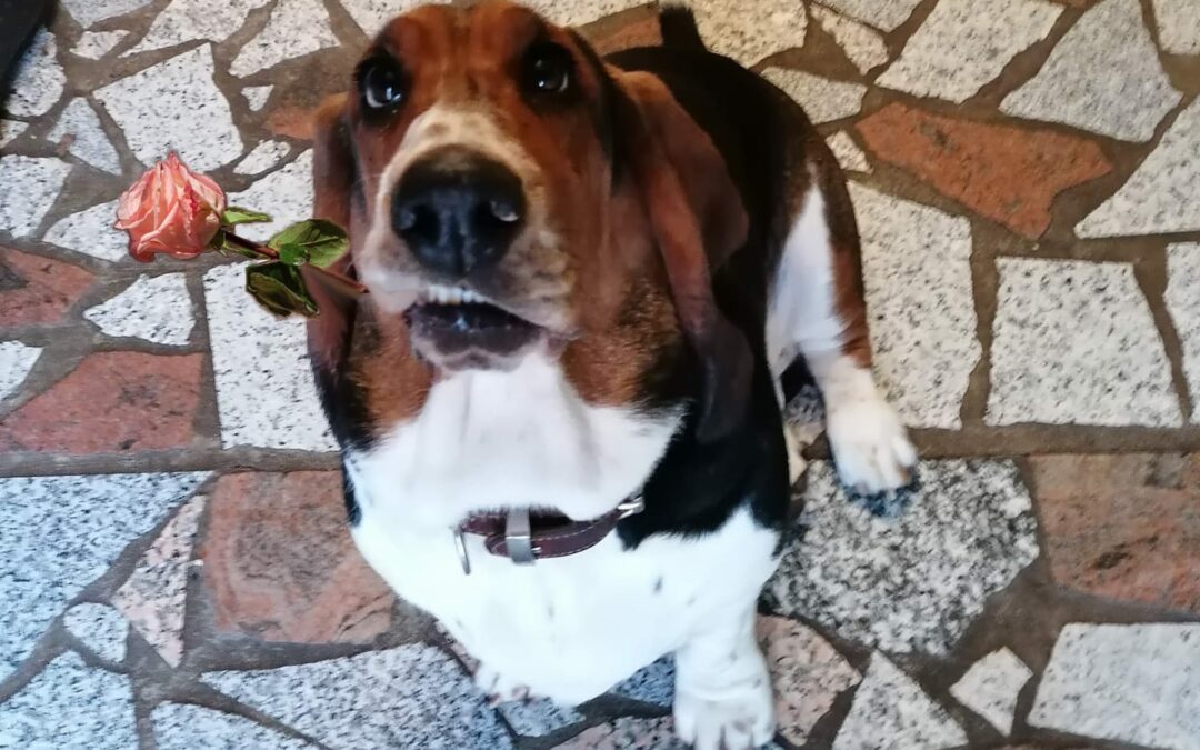 Basset Hund Pauline mit Rose zum Muttertag