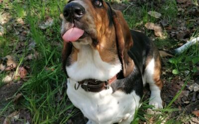 Berlin Abenteuer Teil 2 – Kleben für Leckerlis