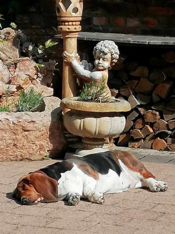 Basset Hound Pauline beim dösen