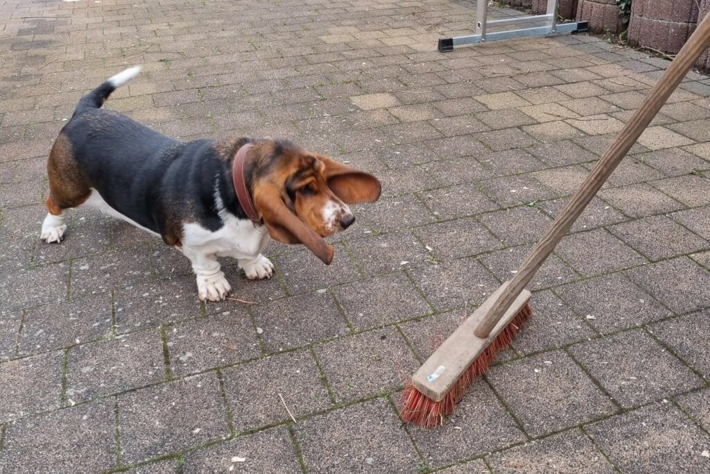 Basset Hound Pauline mit Besen