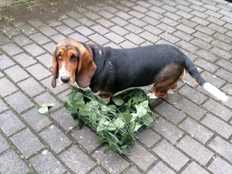 Paulines Gartenabenteuer: Drachen und Chaos