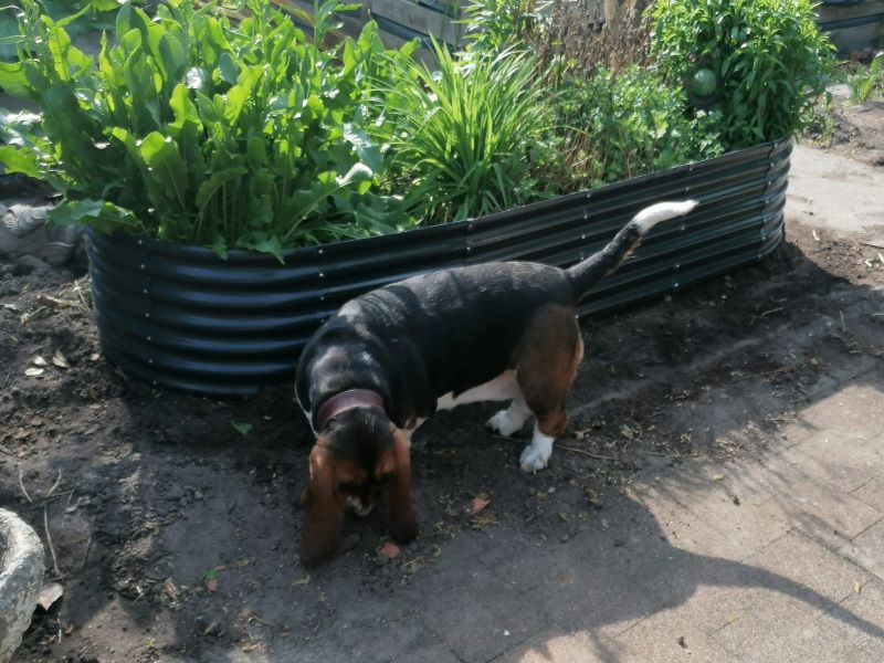 Pauline beim buddeln und helfen