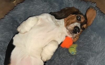 Ein Basset Hundeleben – Früher war alles besser?