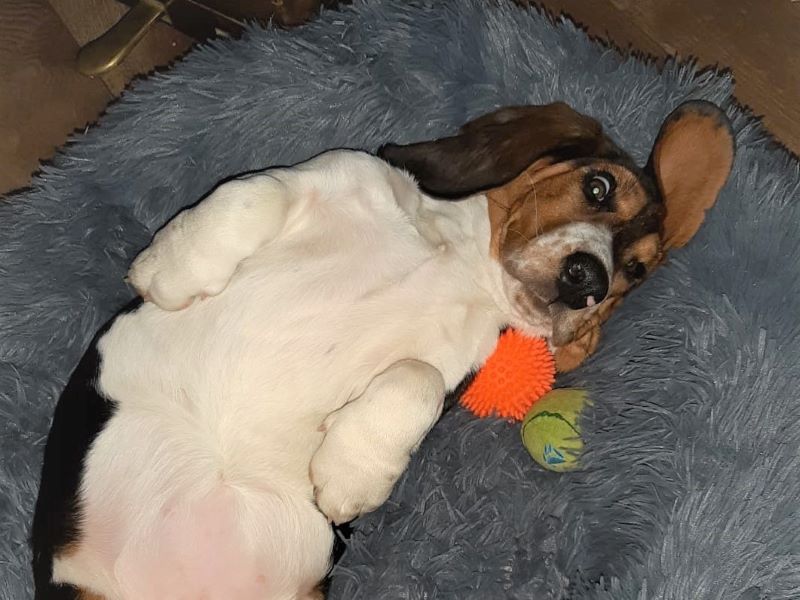 Ein Basset Hundeleben – Früher war alles besser?