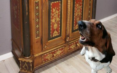 Basset Pauline packt aus: Warum der 200 Jahre alte Schrank nervt