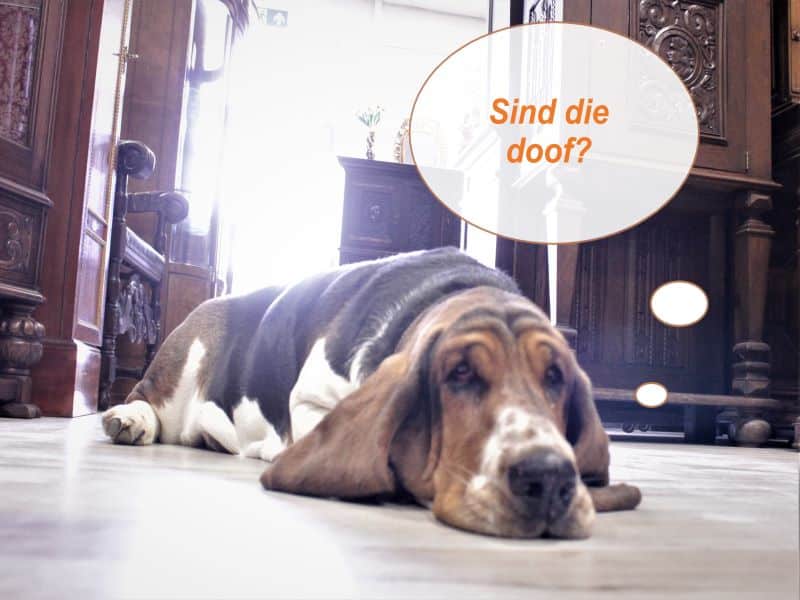 Basset Hound Pauline ist genervt