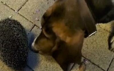 Ein ungebetener Gast im Landhausgarten