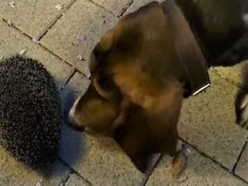 Ein ungebetener Gast im Landhausgarten