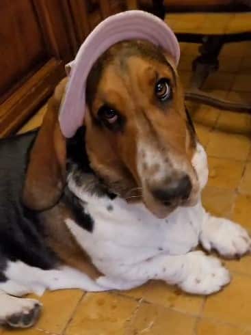 rebellische Basset Hundedame und der ungeliebte Tussi Hut
