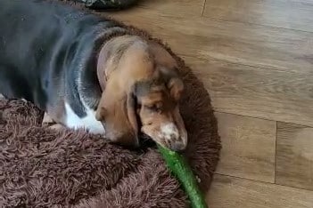 Gemüse auf dem Grill oder was?