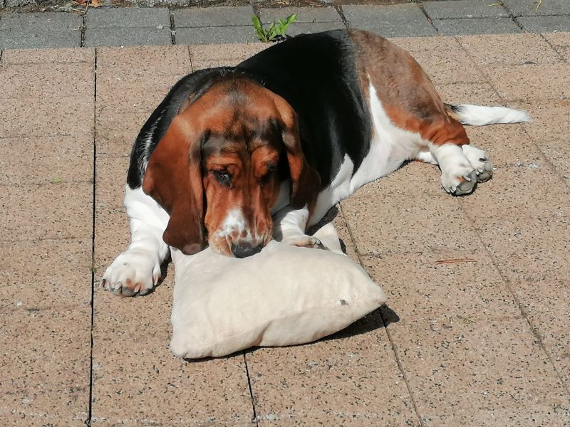 Upcycling Deluxe: So machst du aus alten Stoffen stylische Kissenbezüge