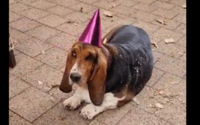 Happy Birthday Pauline! Die ultimative Basset Hound Geburtstagsparty