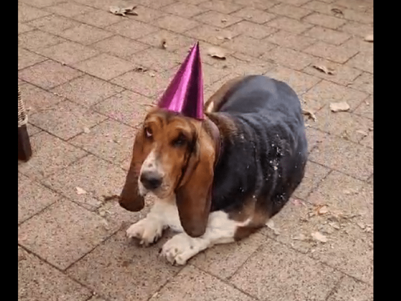 Basset Hound Paulines Geburtstag