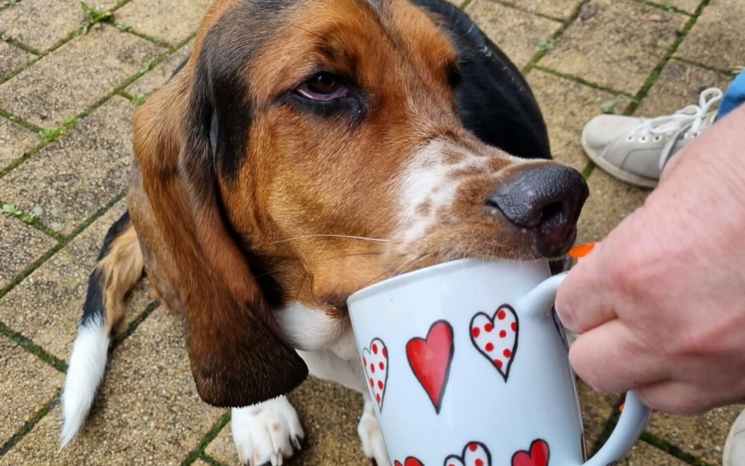 Basset Hound Paulines Aufräumaktion