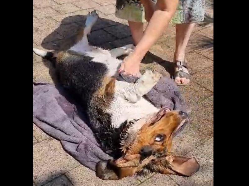 Basset Hound Pauline, die kleine Diva