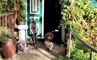 Vom Sofa ins Abenteuer: Mein aufregendes Basset Hound Leben