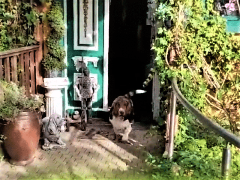 Vom Sofa ins Abenteuer: Mein aufregendes Basset Hound Leben