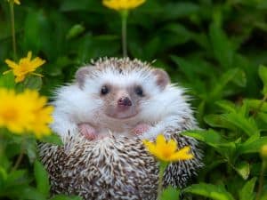 Pauline und das Igelbaby: Eine Geschichte voller Überraschungen!