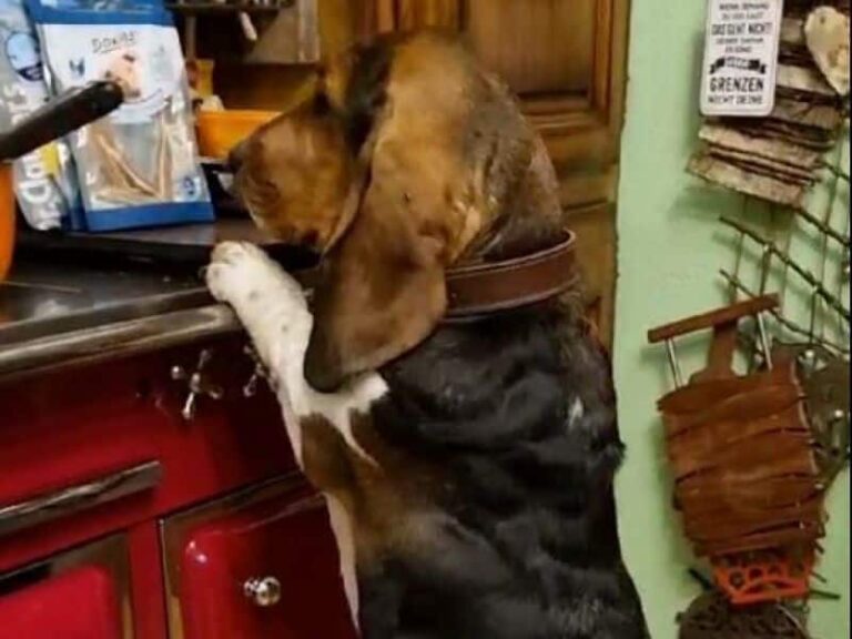 Basset Hound Pauline guckt in die Töpfe auf dem Herd