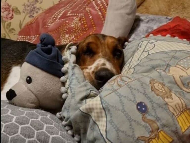 glücklicher Hund - satt und zufrieden