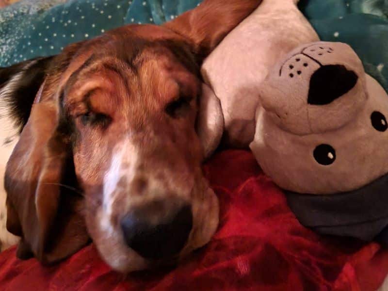 Basset Hound Pauline schläft