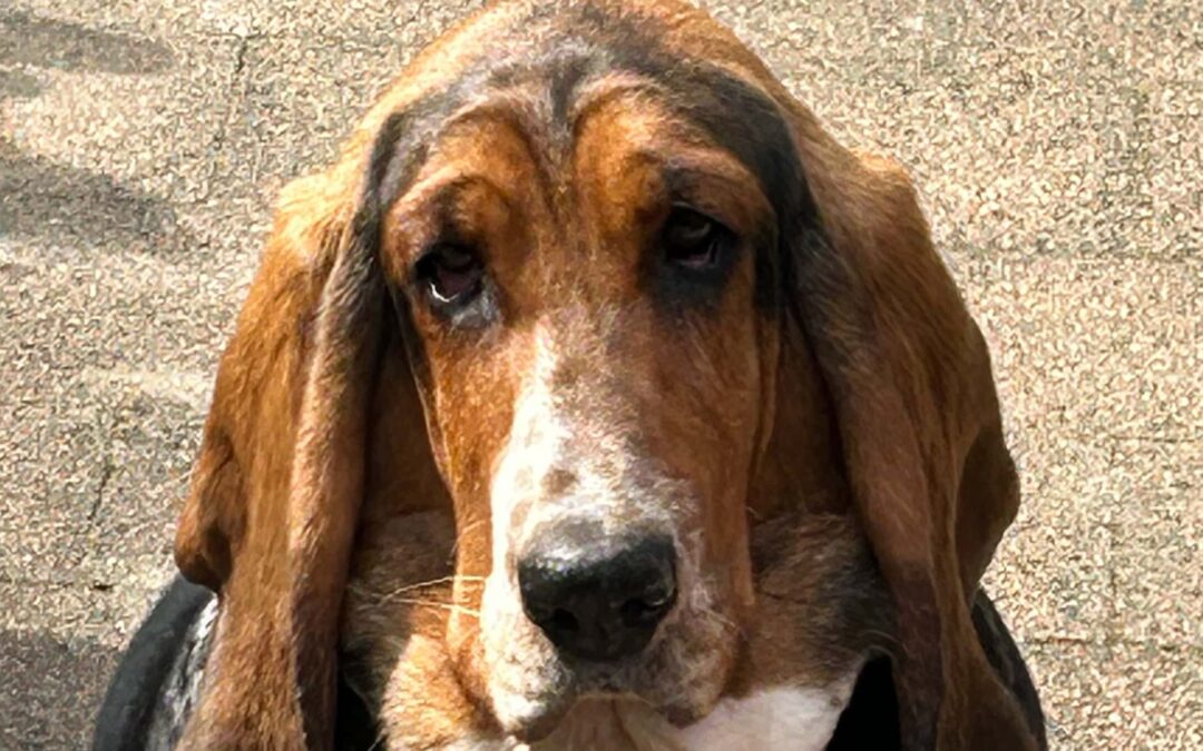 Hunde-Urlaub in den Alpen