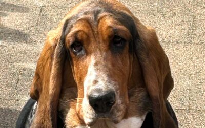 Hunde-Urlaub in den Alpen