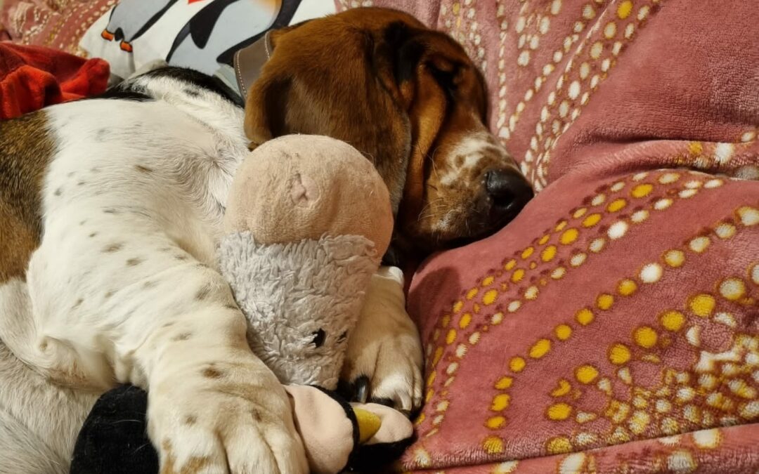 Pauline und das Federvieh-was bildet sich der Vogel ein ?